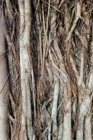 close up of root of tree for background