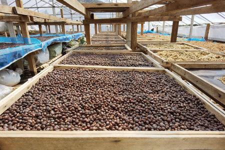 Coffee beans drying in the sun