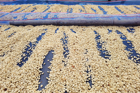 Close up of coffee beans drying in the sun