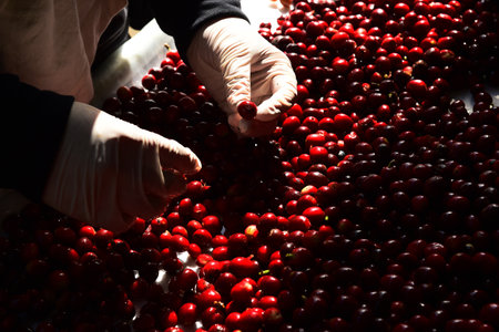 close up of fresh coffee beans for backgroundの写真素材