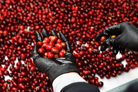 close up of fresh coffee beans for backgroundの写真素材
