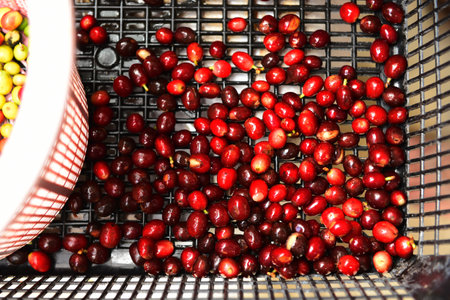 Fresh coffee bean in basketの写真素材