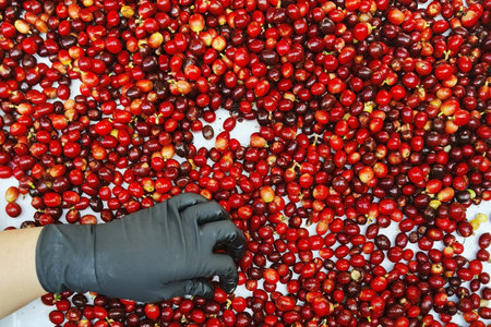 close up of fresh coffee beans for backgroundの写真素材