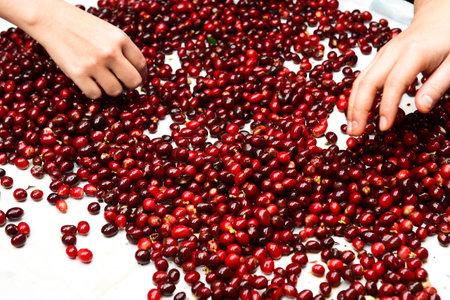 close up of fresh coffee beans for backgroundの写真素材