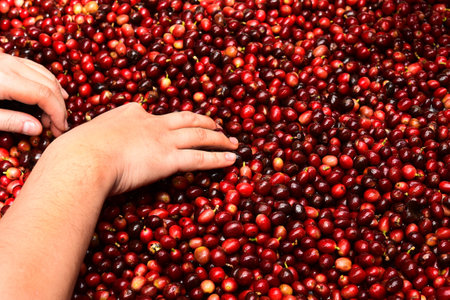 close up of fresh coffee beans for background