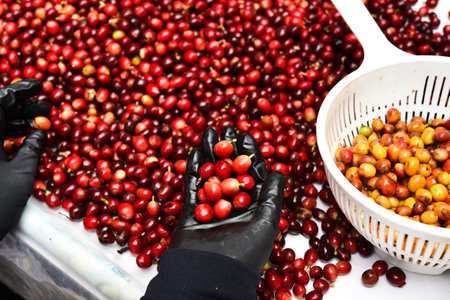 close up of fresh coffee beans for background