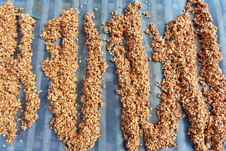 Close up of coffee beans drying in the sunの写真素材