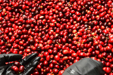close up of fresh coffee beans for backgroundの写真素材