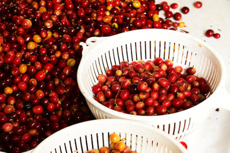 close up of fresh coffee beans for backgroundの写真素材