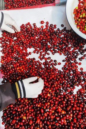 close up of fresh coffee beans for backgroundの写真素材