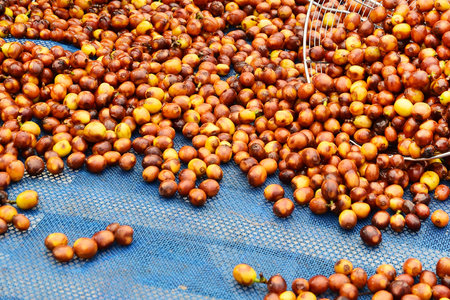 Coffee beans drying in the sunの写真素材