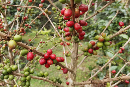 Coffee beans ripening on a treeの写真素材