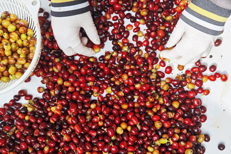 close up of fresh coffee beans for backgroundの写真素材