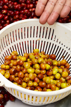 close up of fresh coffee beans for backgroundの写真素材