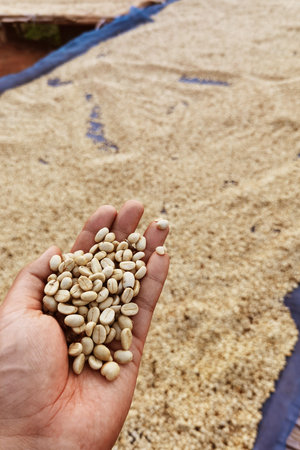 Close up of coffee beans drying in the sunの写真素材
