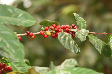 Coffee beans ripening on a treeの写真素材