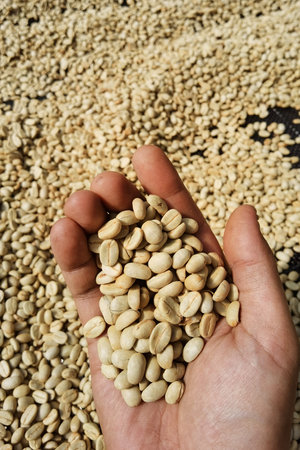 Dried coffee beans in handの写真素材