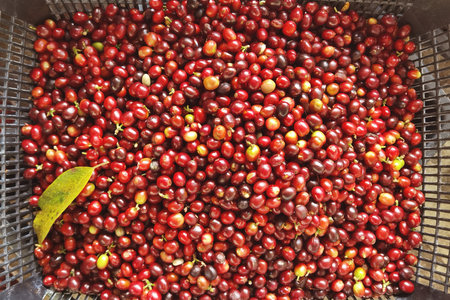 Fresh coffee bean in basketの写真素材