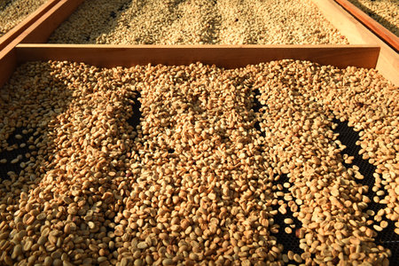 Close up of coffee beans drying in the sunの写真素材