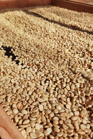 Close up of coffee beans drying in the sun