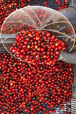 Fresh coffee bean in basket
