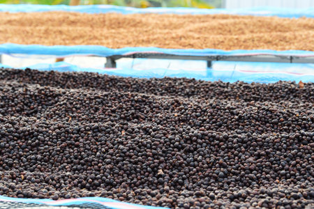 Coffee beans drying in the sun