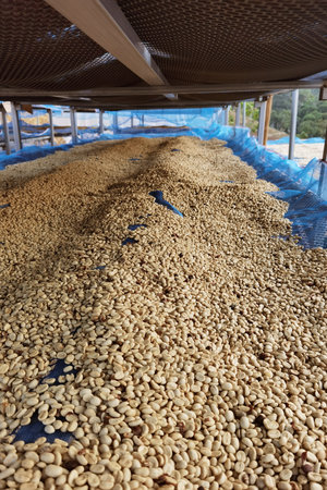 Close up of coffee beans drying in the sunの写真素材