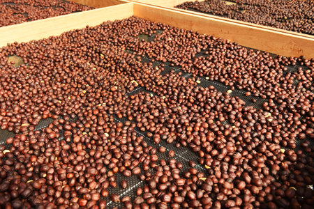 Coffee beans drying in the sun