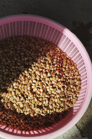 Coffee beans,In the ferment and wash method of wet processingの写真素材
