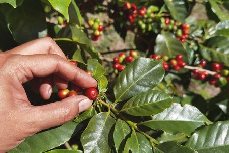 Coffee beans ripening on a treeの写真素材