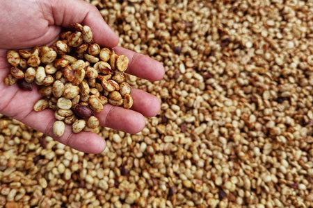Dried coffee beans in handの写真素材