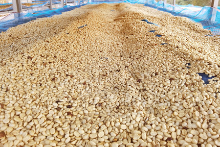 Close up of coffee beans drying in the sunの写真素材