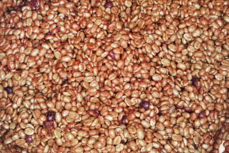 Coffee beans,In the ferment and wash method of wet processingの写真素材
