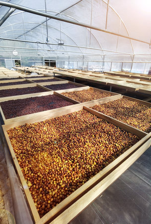 Coffee beans drying in the sunの写真素材