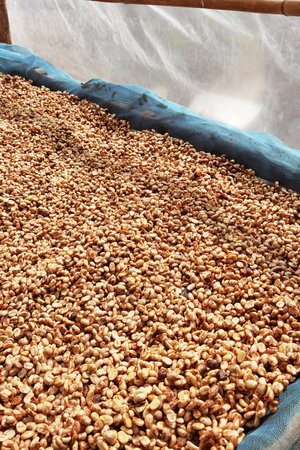 Close up of coffee beans drying in the sunの写真素材