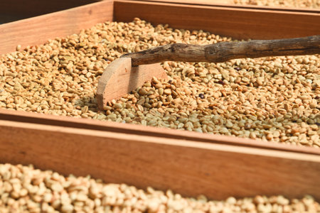 Close up of coffee beans drying in the sun