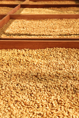 Close up of coffee beans drying in the sunの写真素材