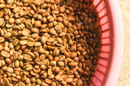 Coffee beans,In the ferment and wash method of wet processingの写真素材