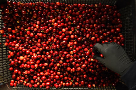Fresh coffee bean in basket