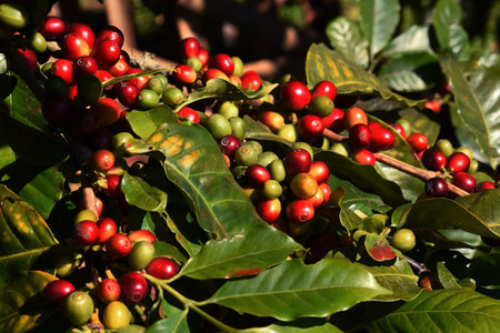 Coffee beans ripening on a treeの写真素材