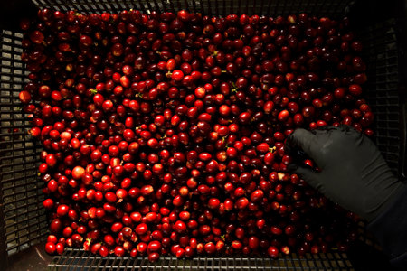 Fresh coffee bean in basketの写真素材