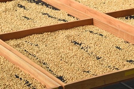 Close up of coffee beans drying in the sun