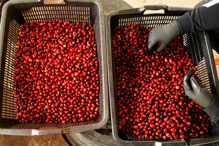 Fresh coffee bean in basketの写真素材