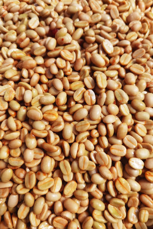 Coffee beans,In the ferment and wash method of wet processingの写真素材