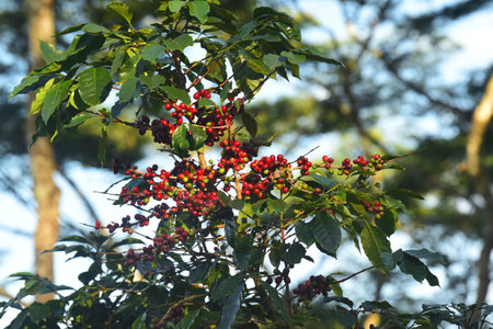 Coffee beans ripening on a treeの写真素材