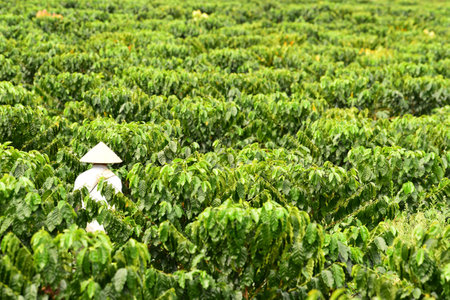Coffee beans on plants in a coffee plantationの写真素材