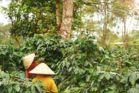 Coffee beans on plants in a coffee plantationの写真素材