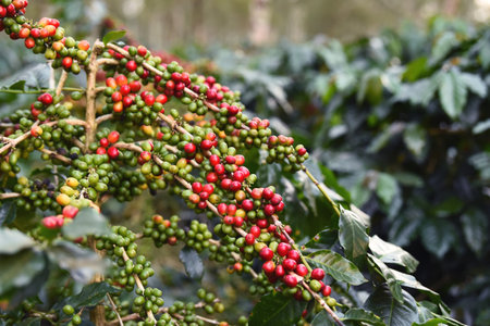 Coffee beans ripening on a treeの写真素材