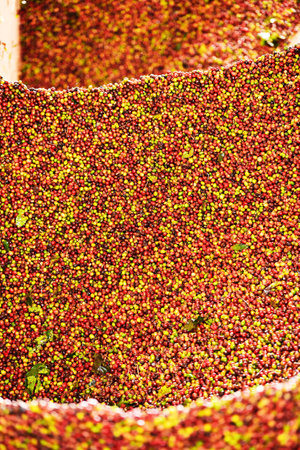 close up of fresh coffee beans for backgroundの写真素材