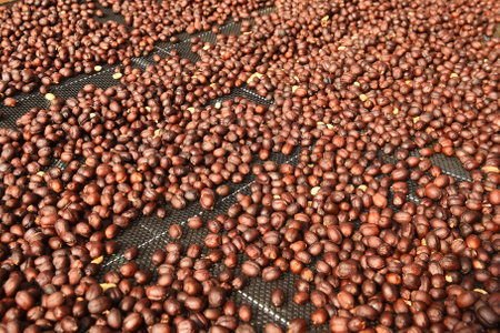 Coffee beans drying in the sunの写真素材